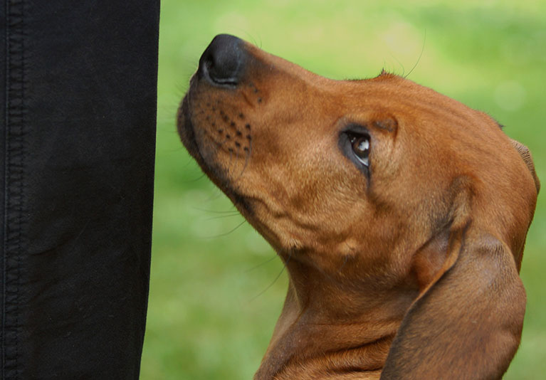 Basistraining Junghund, Hundeerziehung, Pubertät, Rüde und Hündin, Gruppenstunde, Gruppentraining